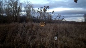 ловля щеглов в лесу  на сеть паутинку часть 2