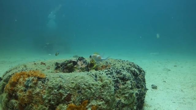 Diving in Cuba смотреть онлайн