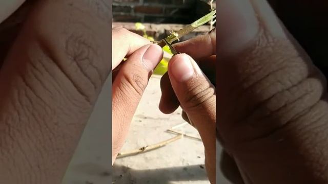 Try Growing Jasmine Flower Cuttings (09-03-2023)