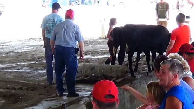 Farmer's Steer & Oxen Pull Video (Part-1) смотреть онлайн