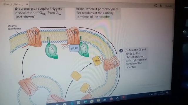 beta Adrenegic Receptor Desensitized смотреть онлайн