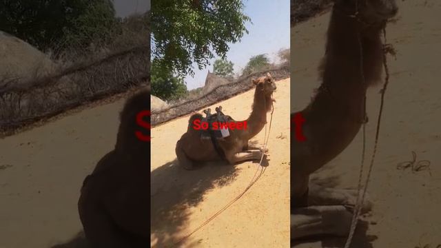 today my big camel in happy mod#yt# #music #ANIMALS #1million смотреть онлайн