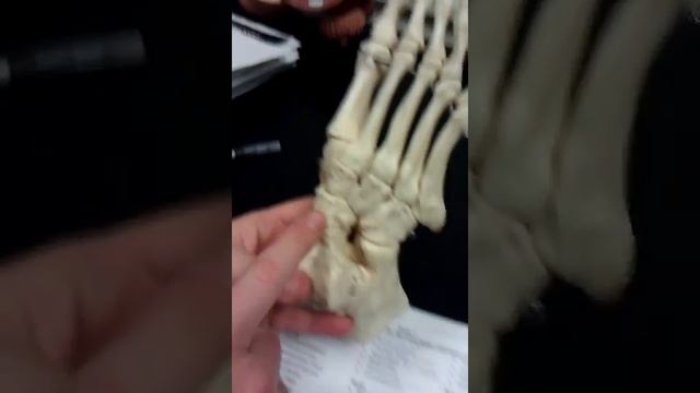 foot bone смотреть онлайн