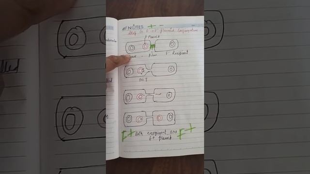 F+ to F - Conjugation in bacteria смотреть онлайн