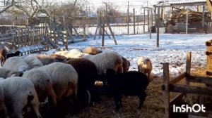 У ягнёнка пропал аппетит, ведём лечение.