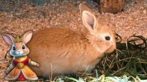 Детская энциклопедия мультфильмов. Домашние животные. Кролик.