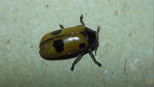 Clytra quadripunctata (клитра четырёхточечная) смотреть онлайн