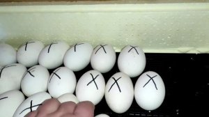 Инкубация гусиных яиц.Закладываем инкубатор.Жизнь многодетной семьи.#деревня