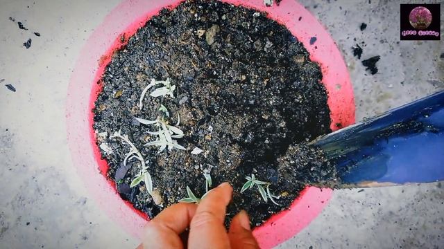 How to propagate sedum lineare|how to propagate succulent|how to take care of sedum|#merobiruwa смотреть онлайн