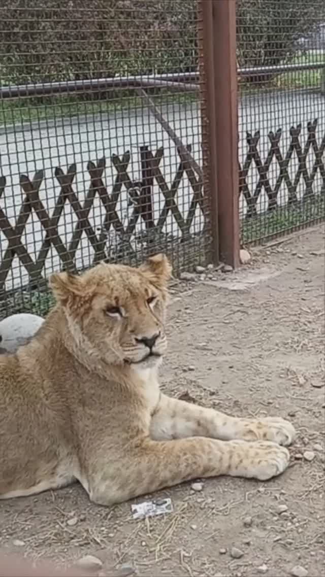 Третий месяц ШЕРХАН в Минске. Что будет с ним? #тайган #шерхан #lion #зоопарк #минск #shortvideo смотреть онлайн