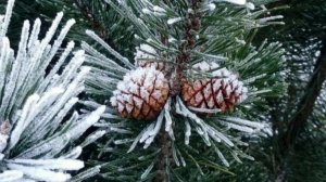 Обзор на сериал ОУ live.  Муж купил парогенератор ко Дню нашей свадьбы. Готовлю обед на выбор.