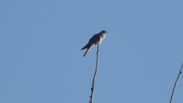 кукушка кукует