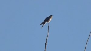 кукушка кукует