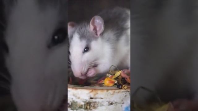 #rat is eating #funnyrat смотреть онлайн