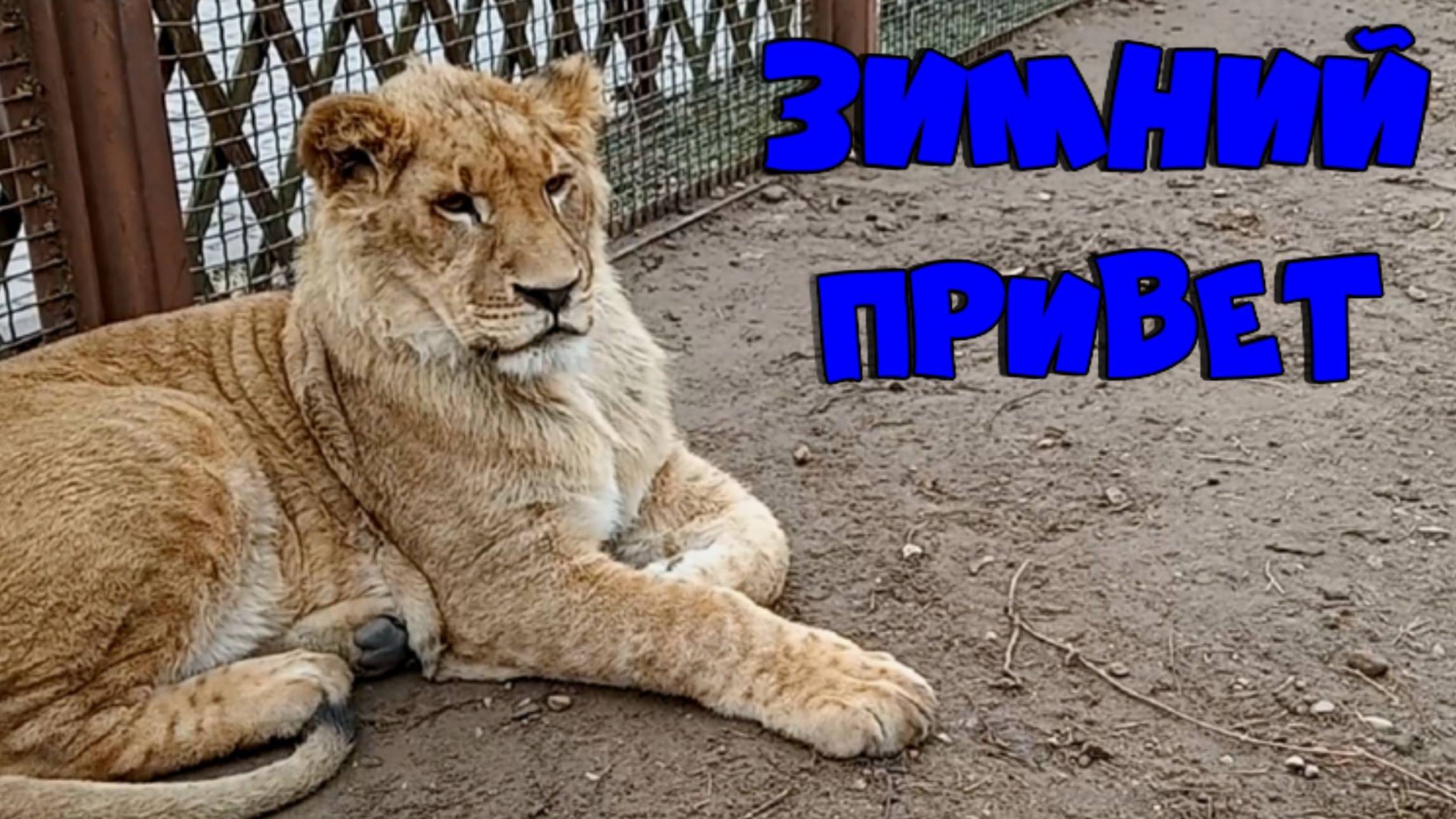 Звезда YouTube ШЕРХАН с зимним приветом / Необычная его реакция на незнакомого мужчину (1 выпуск) смотреть онлайн