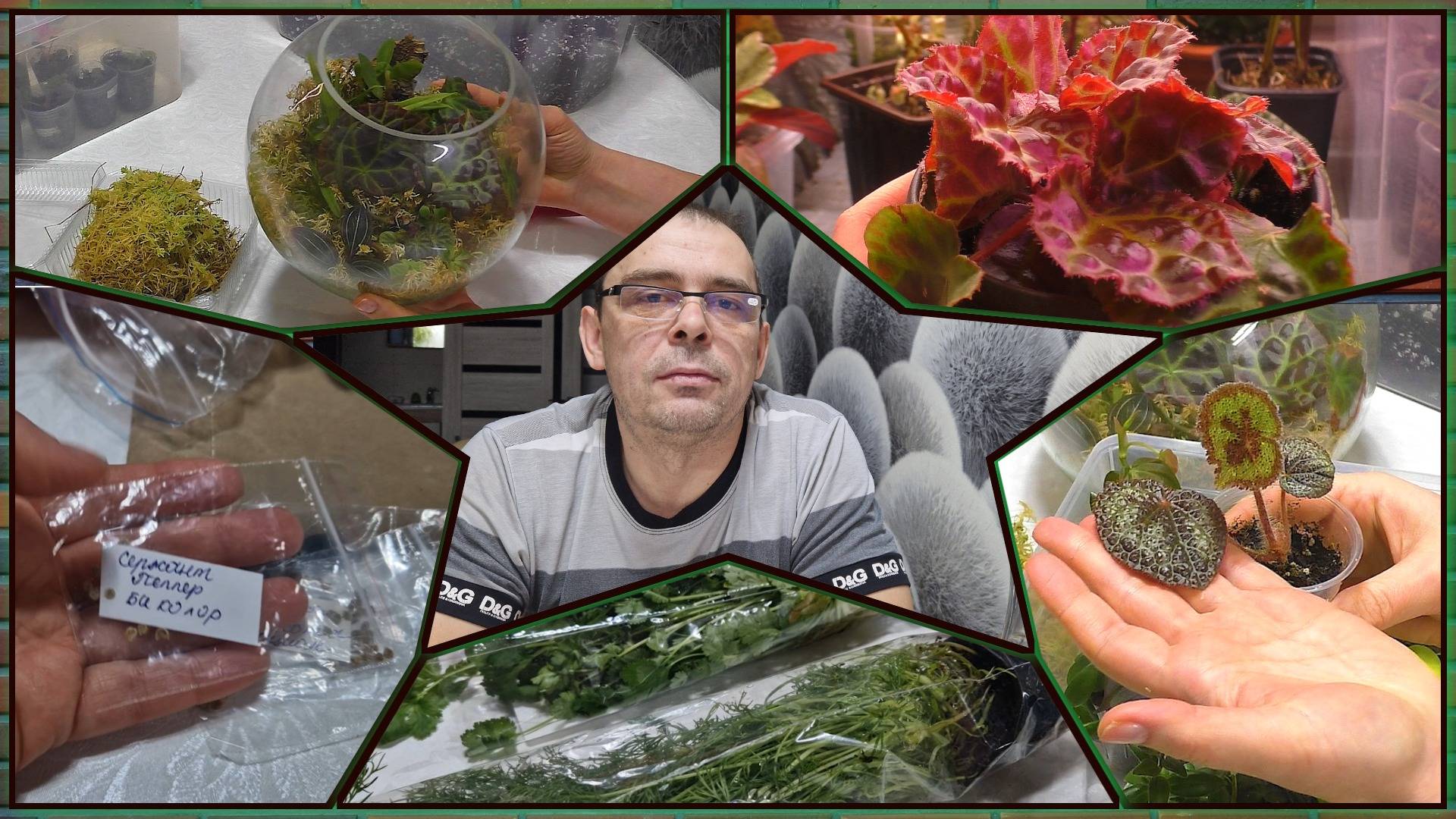 Печальная весть 😢🙏 Цена на 🍅🌿 от производителя. Что было в мешочке. Санитарная обрезка Раджа смотреть онлайн