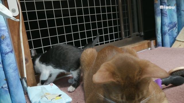 猫部屋訪問5回目。ブラッシング中、匂いが気になってやってきた子猫【瀬戸のおにぎり＆えま】 смотреть онлайн