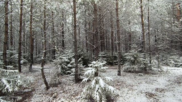 Заснеженный лес. ч.25. Ноябрь 2024 смотреть онлайн