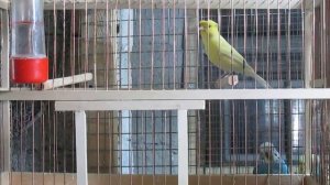 волнистые попугаи и канарейки в вольерах фильм второй