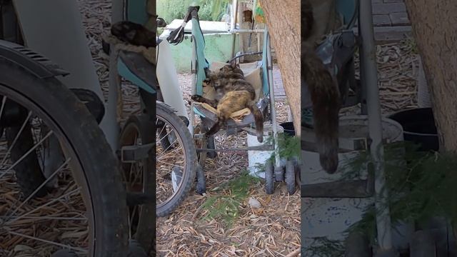 Кот заснул в детской коляске и свесил хвост 😸 Смешные коты 😻 Cat sleeping in baby carriage 😹 Memes смотреть онлайн