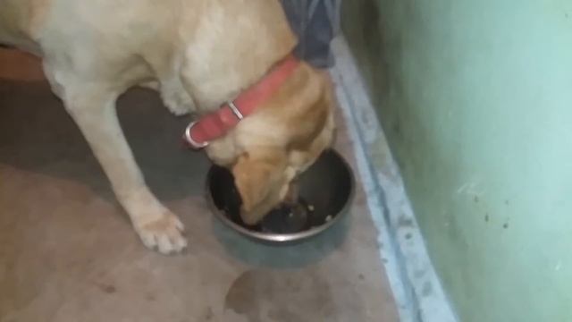 pluto the dog saves rat смотреть онлайн