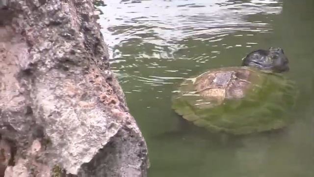Fiesta Campesina, Cuba - 6th November, 2010