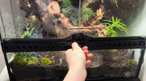 Палюдариум, террариум. Мой первый большой объем