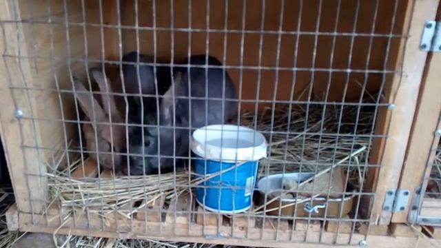 Содержание кроликов смотреть онлайн