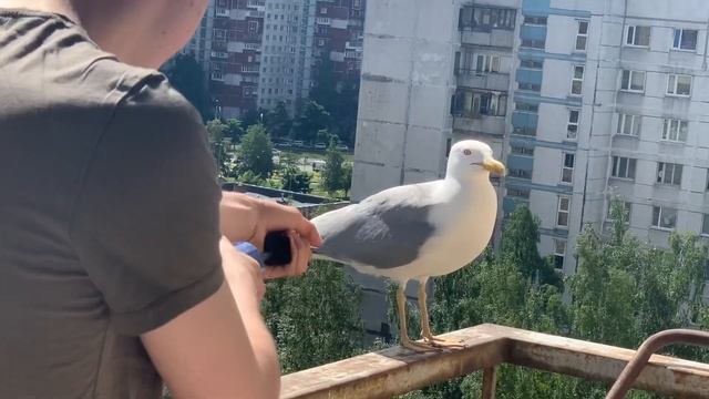 Белая Метка смотреть онлайн