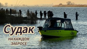 Вот это РАЗДАЧА! Судак на каждой проводке. Осенний жор в разгаре. Дон. Рогожкино. Осень 2024