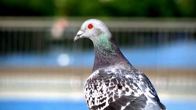 Learn about animals: penguin, tiger, wolf, gorilla смотреть онлайн