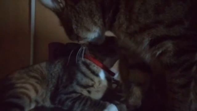 Рыся и Пурш мои коши дорогуши🐱🐯 смотреть онлайн