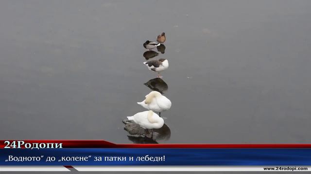 „Водното” до „колене” за патки и лебеди! смотреть онлайн