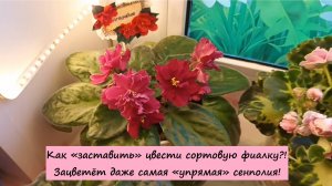 Как «заставить» цвести сортовую фиалку?! Зацветёт даже самая «упрямая» сенполия!