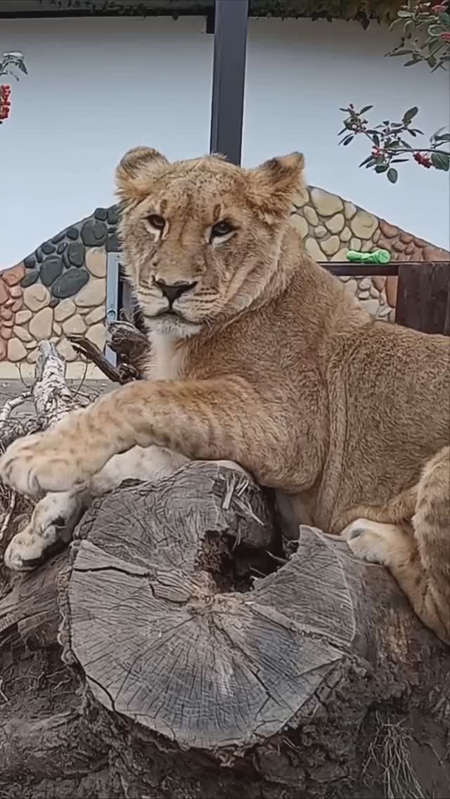 ШЕРХАН умница! Он всё понимает. #тайган #шерхан #олегзубков #lion #минск #зоопарк #shortvideo смотреть онлайн