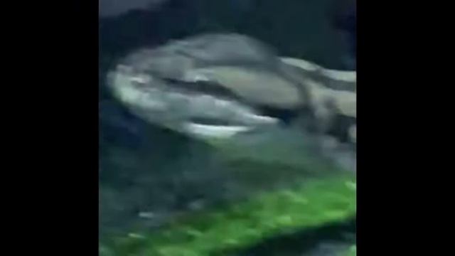 МОЯ СОБАКА СЛОМАЛАСЬ смотреть онлайн