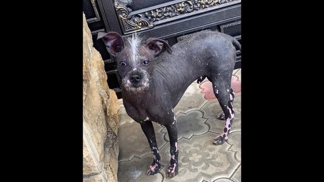 ТОП 5 СОВЕТОВ ПО УХОДУ ЗА ЖИВОТНЫМИ