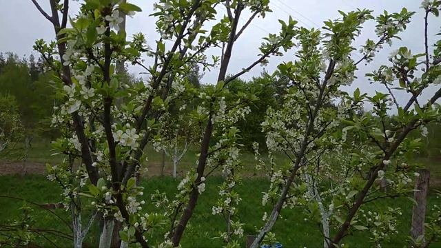 ГРИБКОВЫЕ ЗАБОЛЕВАНИЯ СЛИВЫ. Методы борьбы. смотреть онлайн