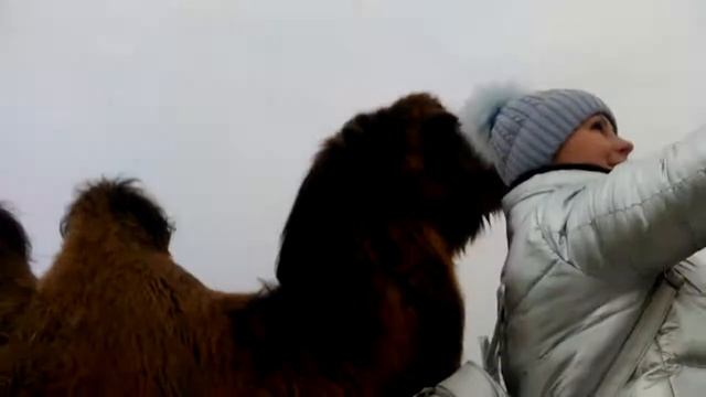 Это точно не верблюд смотреть онлайн