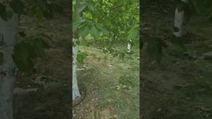 100 % защита урожая черешни от птиц.