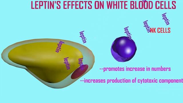 leptin's effects on immune cells смотреть онлайн