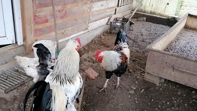 Сбор яиц. Начались разборки 🐓🐓🐓 смотреть онлайн