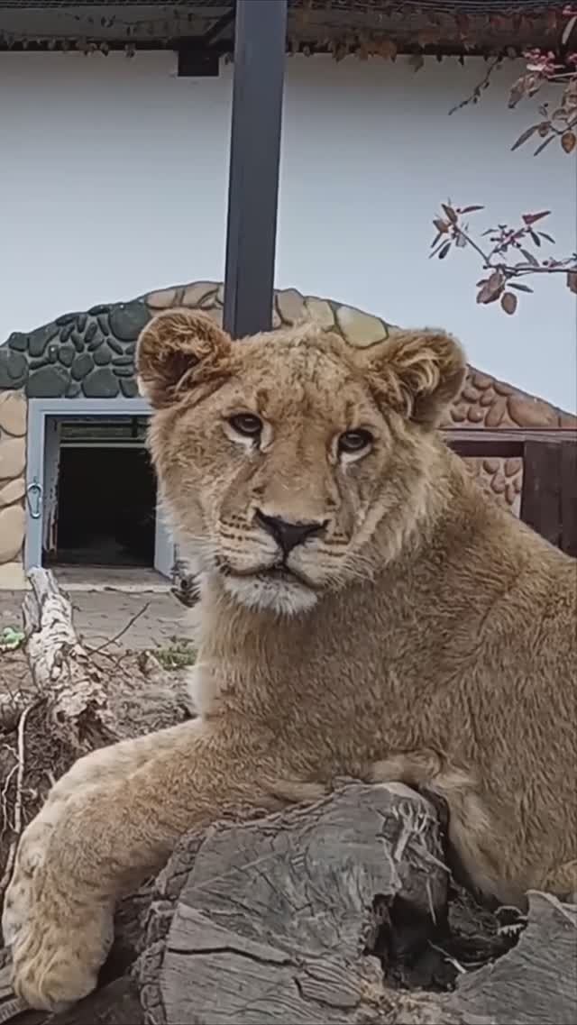 ШЕРХАНЧИК, ну ты профиль показал, а ты покажи анфас. #тайган #шерхан #минск #зоопарк #shortvideo смотреть онлайн