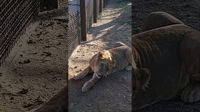 ШЕРХАНЧИК прощается с минским зоопарком. #тайган #шерхан #минск #зоопарк #shortvideo смотреть онлайн