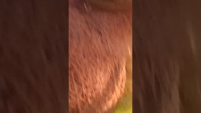 @Ranitomeya смотреть онлайн