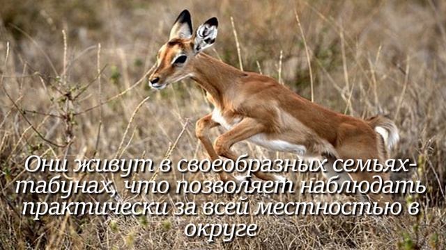 Антилопа. Интересно знать #антилопа #животные #факты #природа #зоология #фактыоживотных