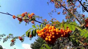 Моя любовь жива, как алый цвет рябин. Band ODESSA.