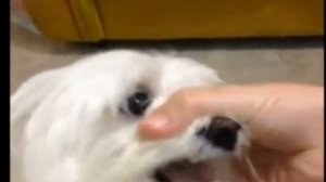 битбокс собака