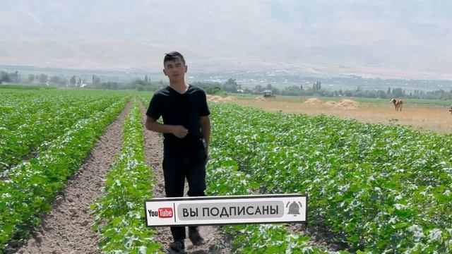 ДЕХКОНЛАР КУРСАТУВИ (ТРИЛЛЕР) смотреть онлайн