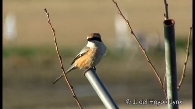 Японский сорокопут — Lanius Bucephalus (Temminck Et Schlegel, 1847)